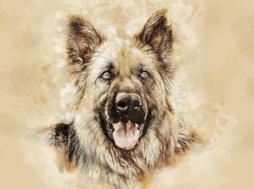 WHISKYBARK, WHISKY, WhiskyBark – Whisky’s World, Unleashed!, GSD, GERMAN SHEPHERD, PET LOVER